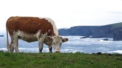 Cow and Coast