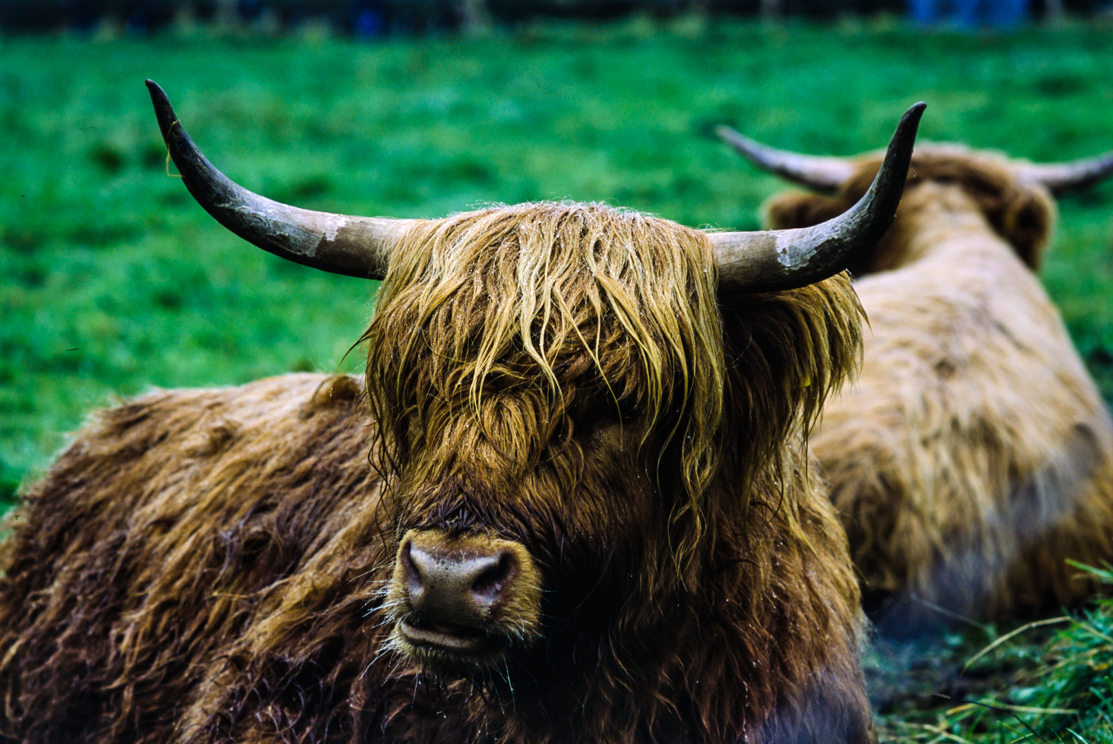 Cow at Haithabu / near Schleswig / Germany