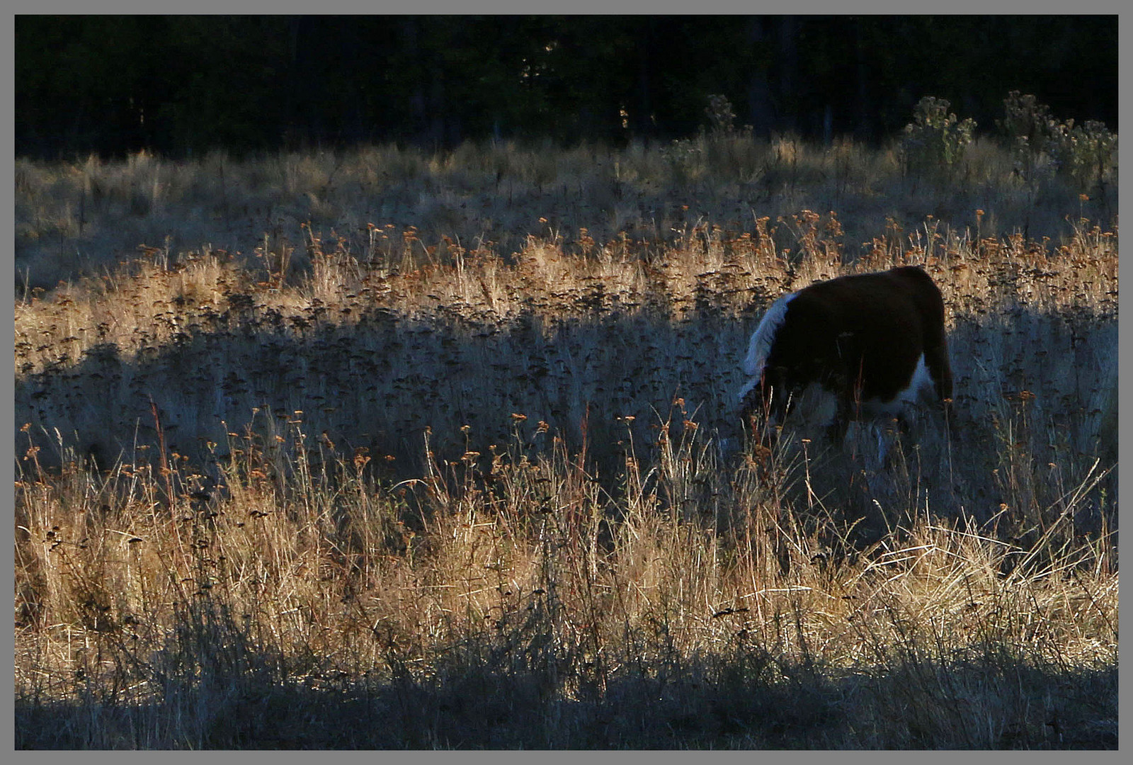 cow at omahau downs Twizel 1