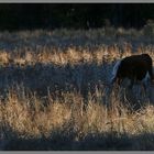 cow at omahau downs Twizel 1