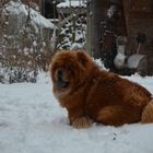 Cow Chow im Schnee