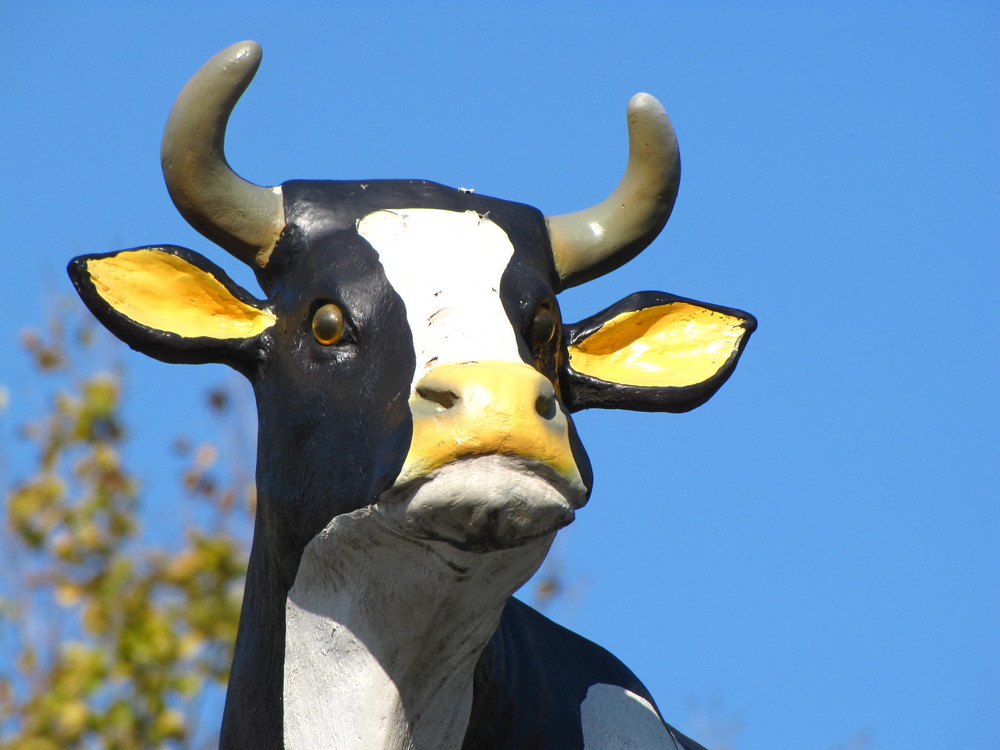 cow