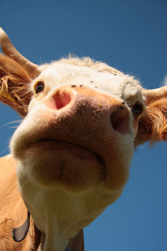 cow in Adelboden