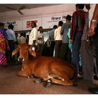 Cow in Khar Road Station Building | Mumbai, India