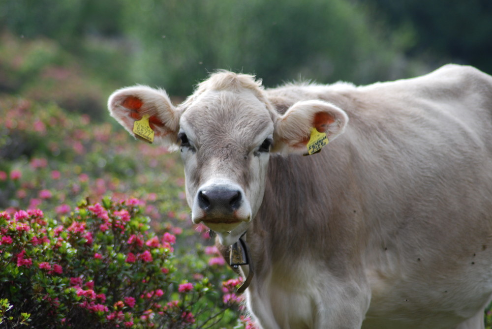 Cow in the italien Dolomites