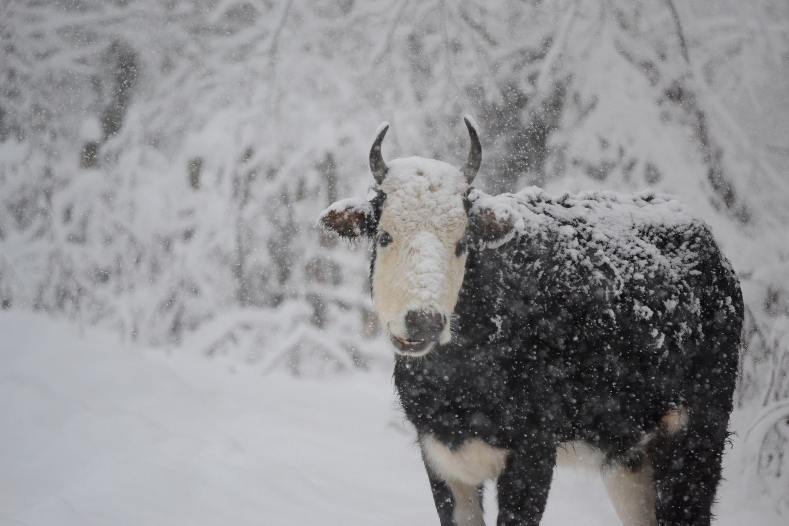 Cow In the Snow