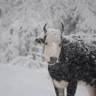 Cow In the Snow