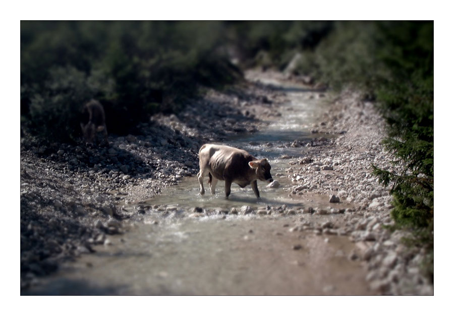 Cow in Tirolo