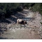 Cow in Tirolo