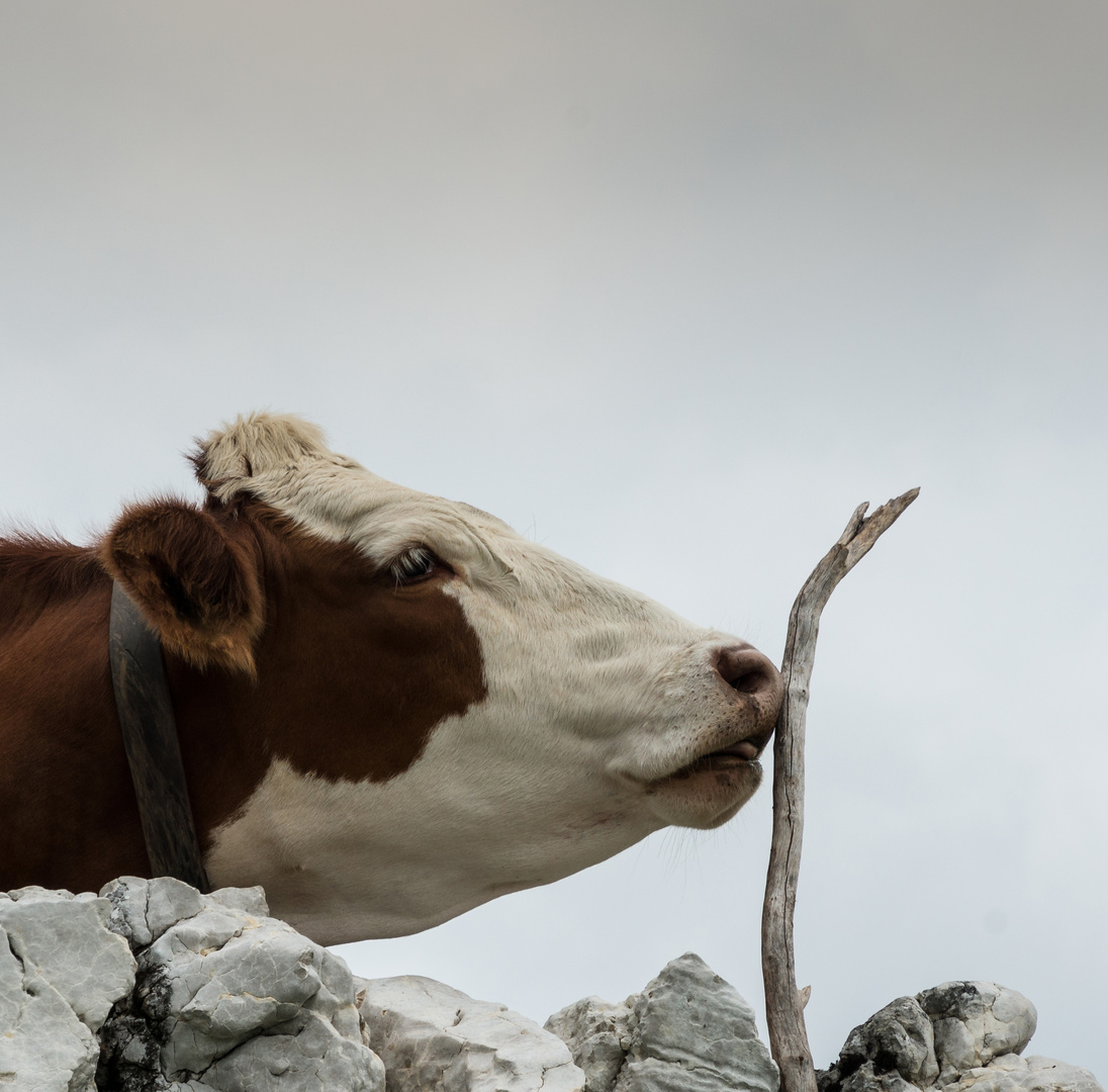 Cow Kiss