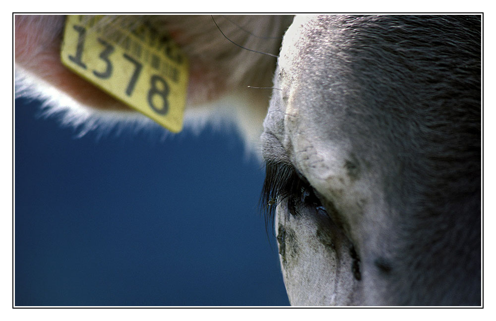 Cow mit Blau