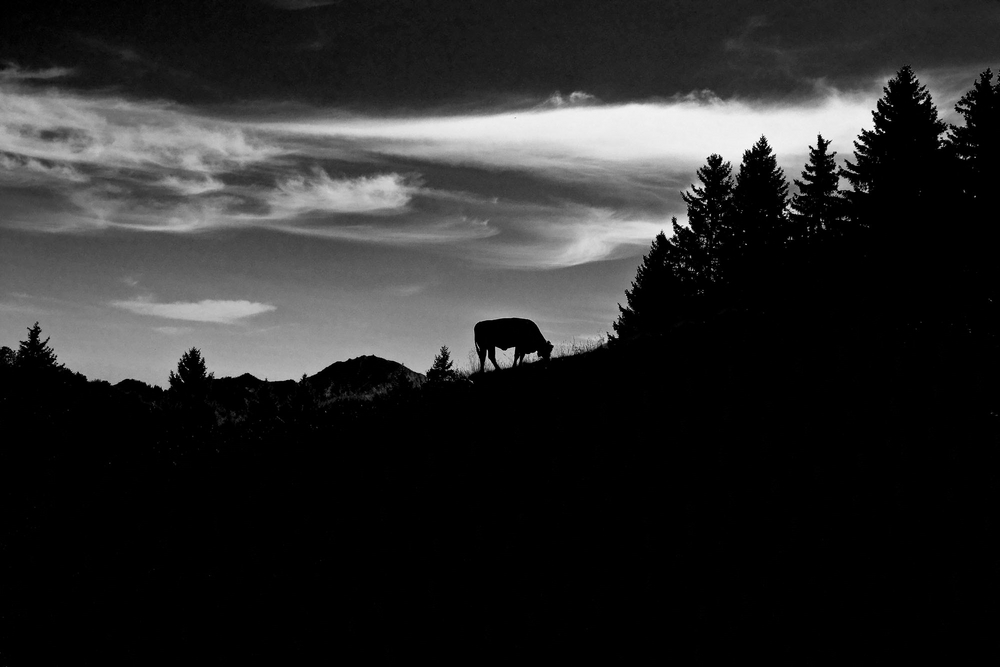 Cow near Marquartstein, Bavaria at 12 noon