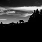 Cow near Marquartstein, Bavaria at 12 noon