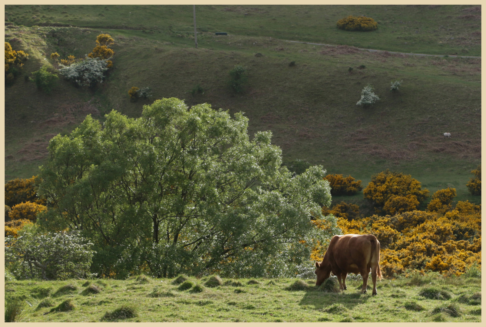 cow near southernknowe 7