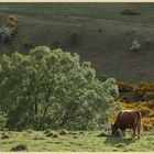 cow near southernknowe 7