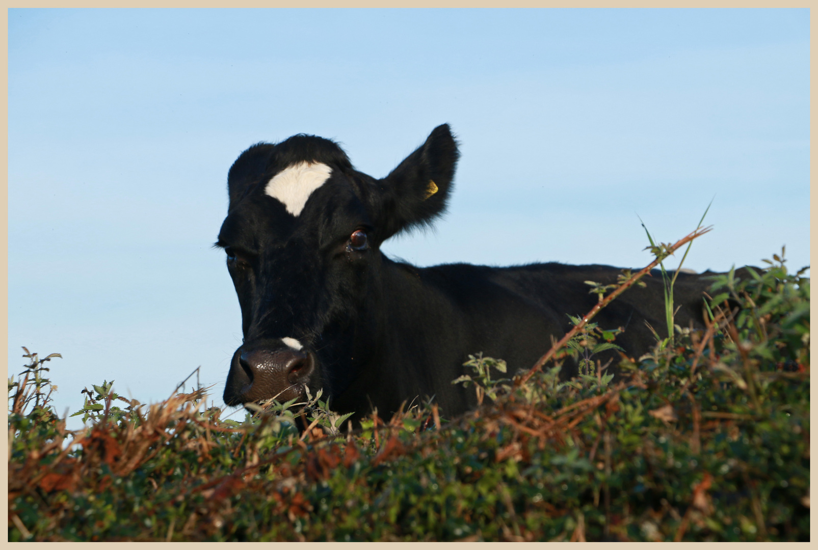 cow over the hedge