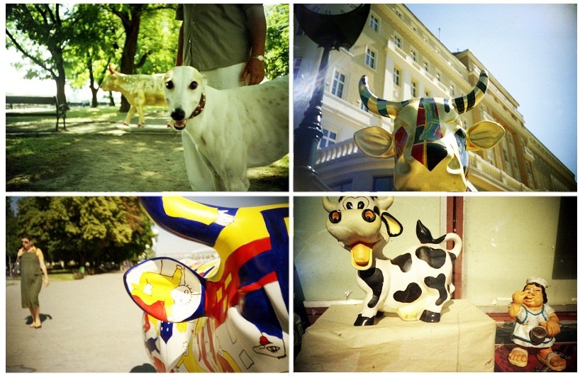 Cow Parade in Bratislava