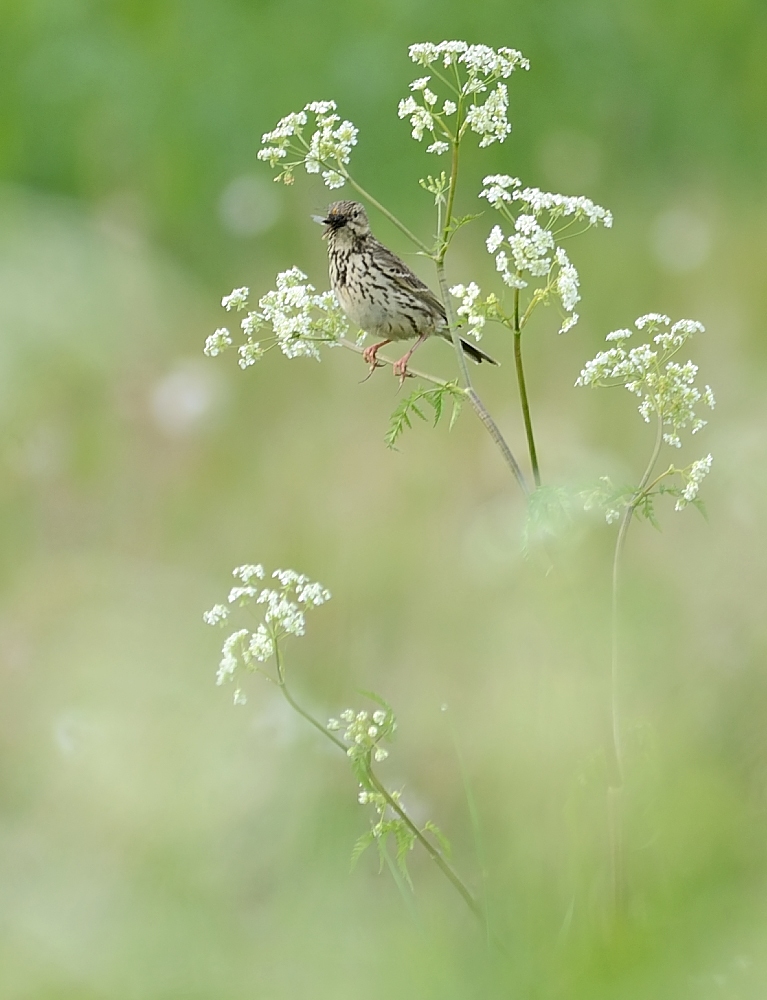 Cow Parsley