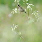 Cow Parsley