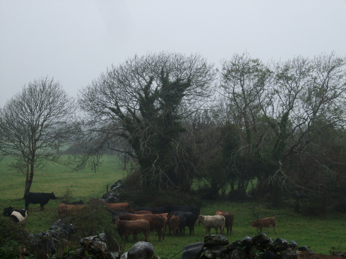 Cow Pasture near Ballyvaughan