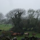 Cow Pasture near Ballyvaughan