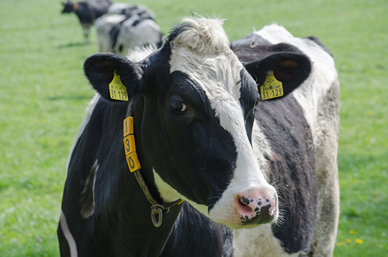 Cow posing