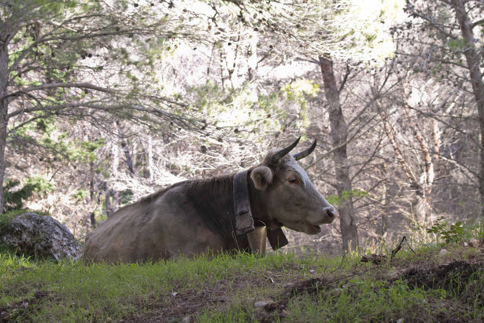 Cow relax