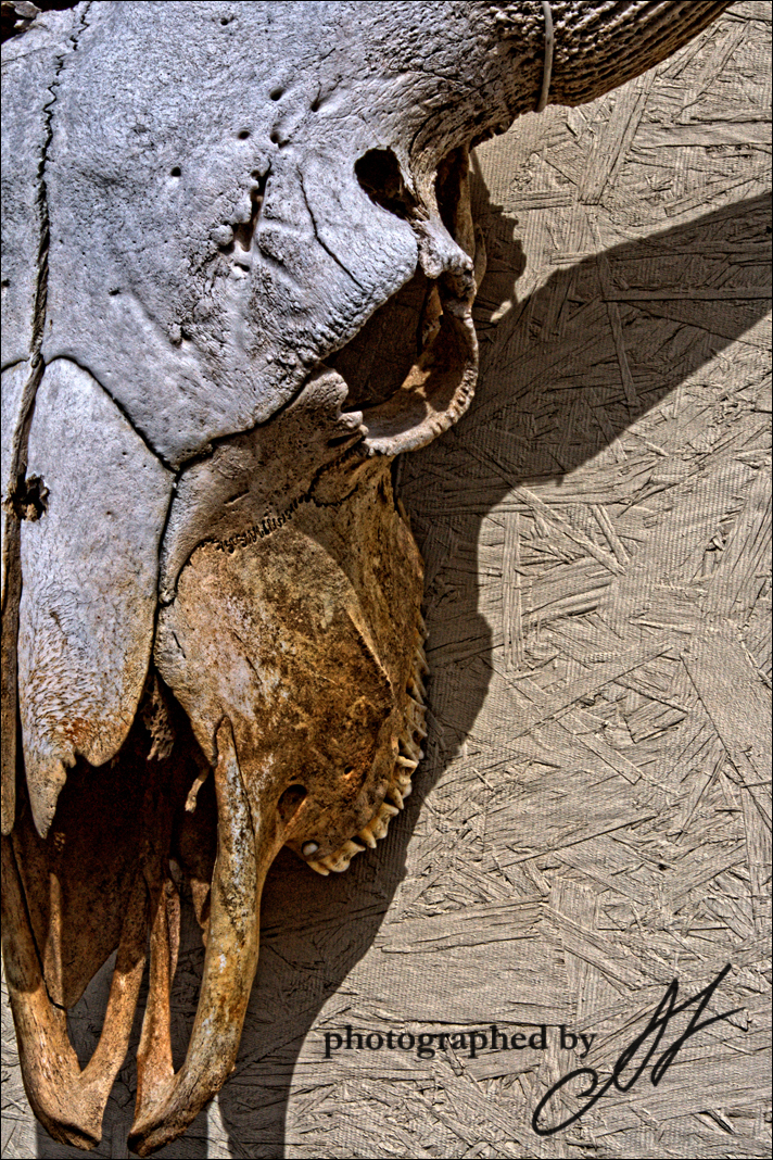 Cow-Skull