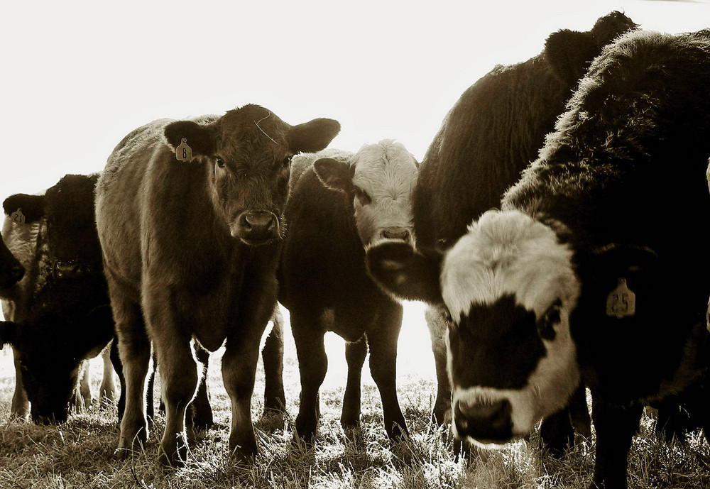 Cow Stare-Down in Missouri