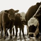 Cow Stare-Down in Missouri