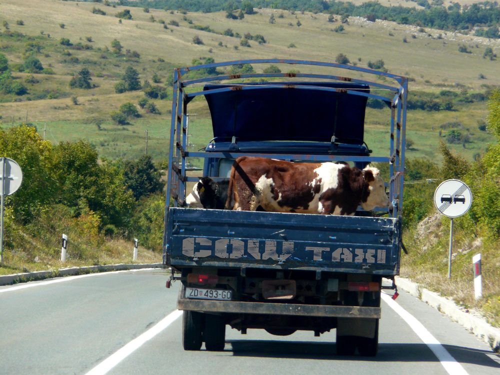 Cow Taxi