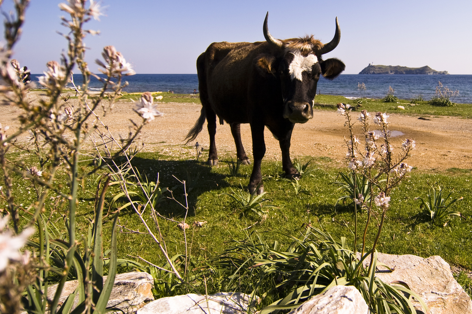 cow @ the beach on cap corse