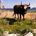 cow @ the beach on cap corse