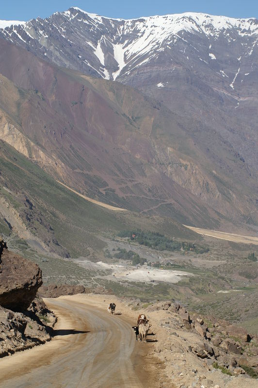 Cow traffic -Cajon de Maipo