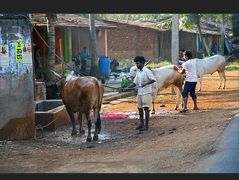 cow wash