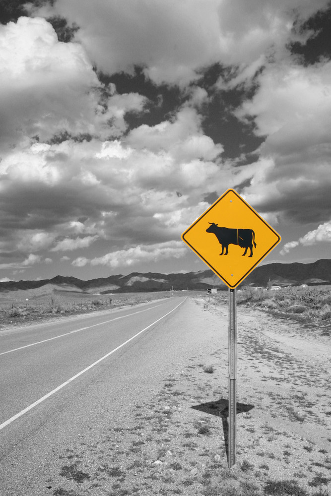 Cow Xing