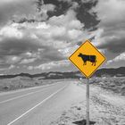 Cow Xing