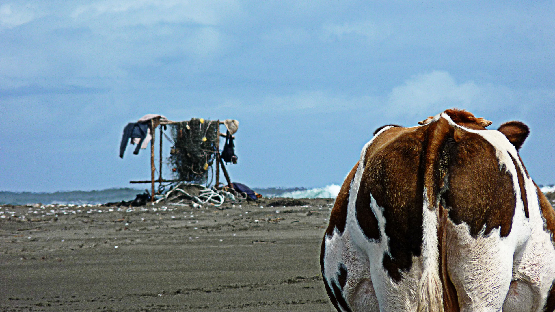 Cowbeach