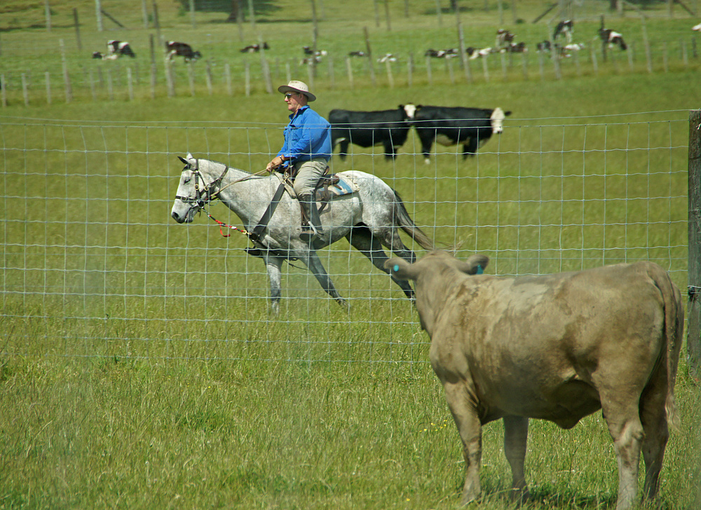 ..Cowboy..