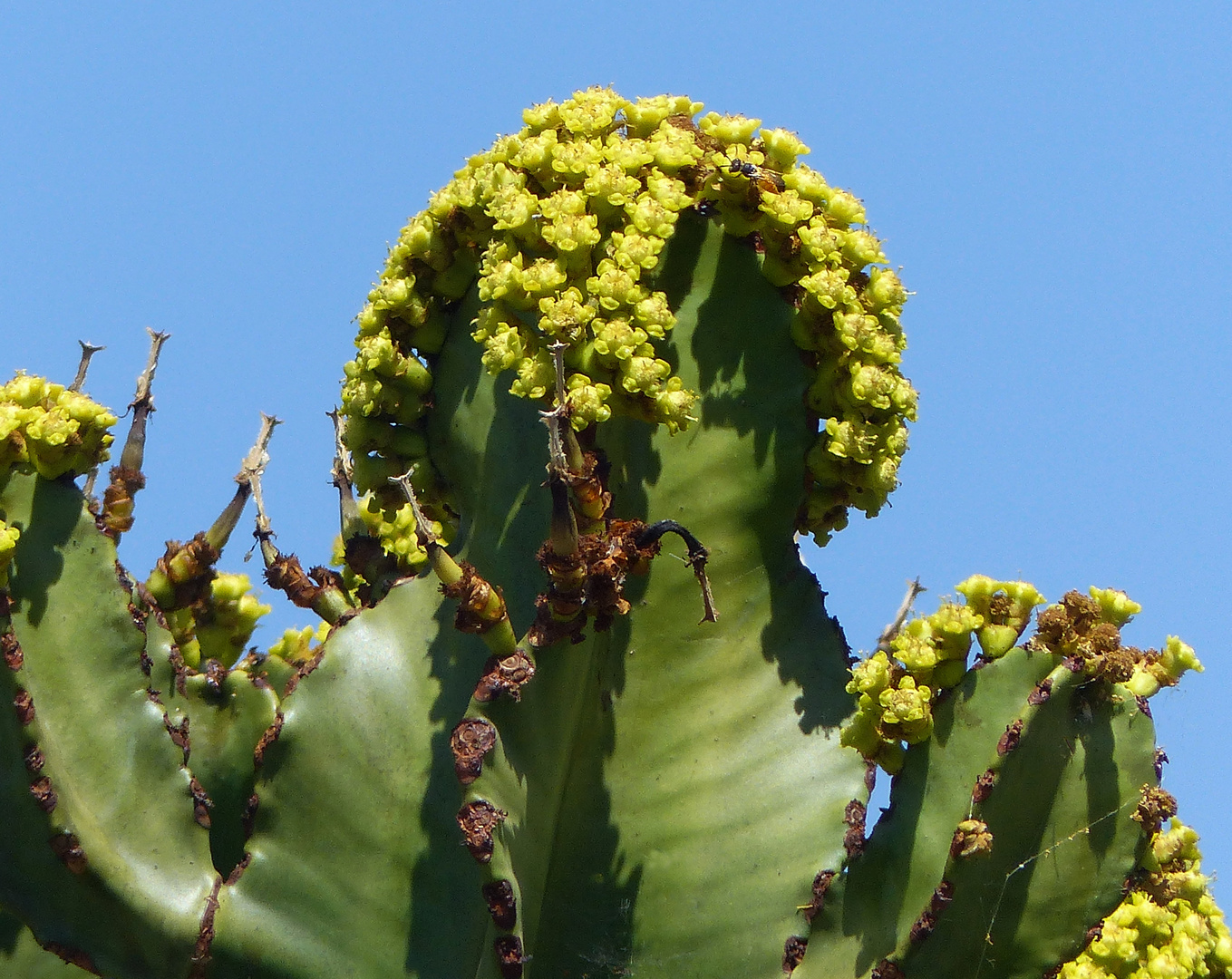 Cowboy Cactus (Euphorbia ingens)