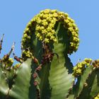 Cowboy Cactus (Euphorbia ingens)