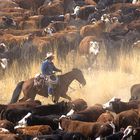 Cowboy Herding Cattle