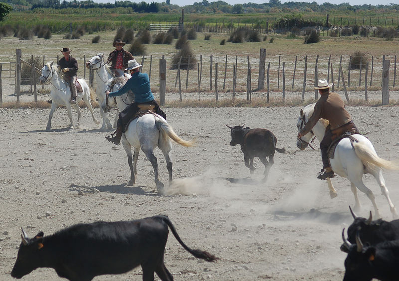 Cowboys and -girls at work (2)