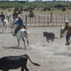 Cowboys and -girls at work (2)