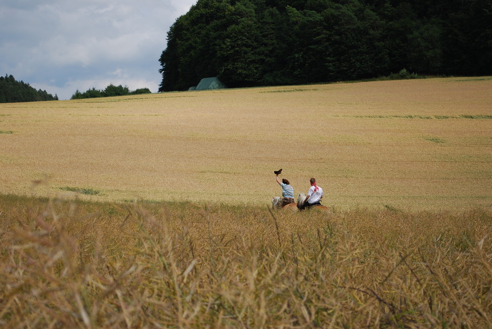 Cowboys im Feld