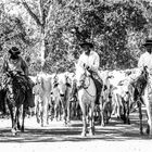 Cowboys im Pantanal, Brasilien