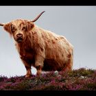 Cowdog - Special breed in Perthshire
