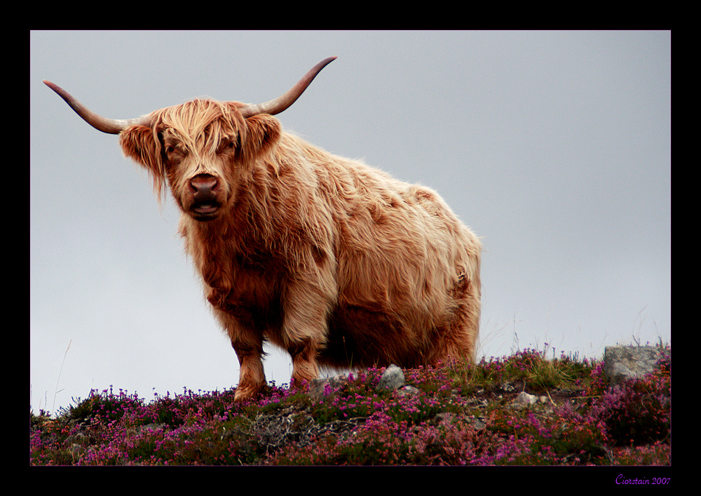 Cowdog - Special breed in Perthshire