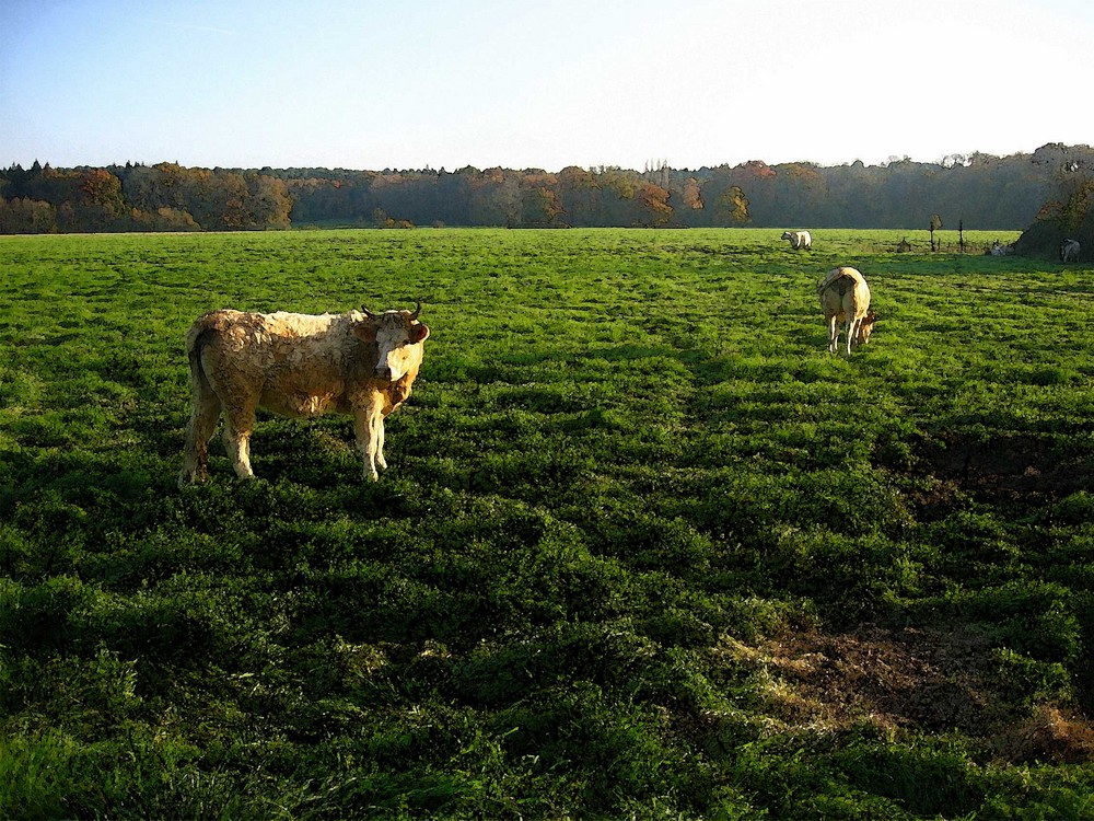 cows