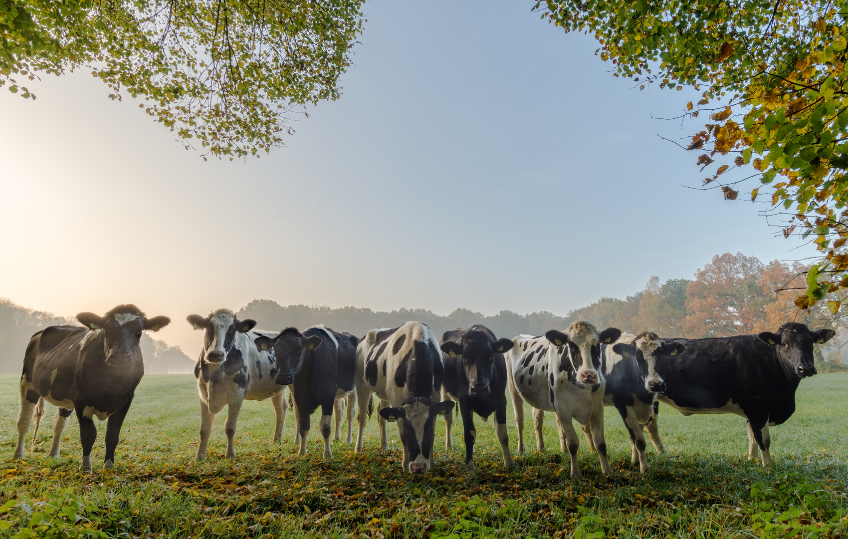 Cow´s are watching you